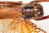 CollectionObject 1531237; cc43f315-e9ff-4f2e-98ee-d6d54d6eda3f: female, dorsal view (holotype). (CollectionObject).