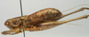CollectionObject 1520634; 13129522-a1ba-416c-ac3e-5dba200a7b24: male, lateral view (paratype). (CollectionObject).