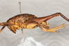 CollectionObject 1531305; a1cc15af-0db5-49c5-8bf9-5d9f54176488: female, lateral view (syntype). (CollectionObject).
