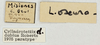CollectionObject 1565772; b690848f-af99-423d-adcc-2b1b3aed41c2: lables male (not a paratype). (CollectionObject).