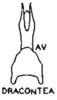 Aedeagus, ventral view on Dragonana dracontea (Gibson, 1919): (Observation).