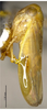 Habitus, lateral view on Balocerus bimaculatus Zhang & Li, 2006: (Observation).