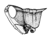Maculiparia annulicornis (Stål, 1873): Fig. 49A. male head and pronotum, lateral view. (Otu).