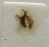CollectionObject 1535164; a0454b74-f698-4a29-b6ec-c815a762d5e2: male titillator (lectotype). (CollectionObject).