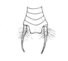 Ceuthophilus (Ceuthophilus) chiricahuae Hubbell, 1936: Fig. 380. Dorsal aspect of terminal abdominal tergites. (Otu).