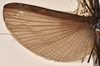 CollectionObject 1559664; b58b7dfc-83d6-4961-b8c9-28596e10cff4: copyright OUMNH. female wings (holotype). (CollectionObject).