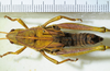 CollectionObject 1498675; 16934d0d-c6e3-4aa1-9f92-c6f21371423e: female, dorsal view. (CollectionObject).