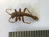 CollectionObject 1562877; 89675087-fdf2-4d34-b699-60d4d84a0e20: copyright LEMQ, Lyman. male (paratype). (CollectionObject).;CollectionObject 1562878; 7513ee00-c3f1-45f1-ae1a-120ce0ab893d: copyright LEMQ, Lyman. male (paratype). (CollectionObject).