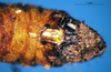 CollectionObject 1505379; 2b7a71fc-f8e4-491b-9da0-88cc411db8fc: male epiproct (syntype). (CollectionObject).