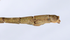 CollectionObject 1559372; 9f1f4bd7-cc3c-4514-9e2d-cd675de77069: copyright ANSP. male: end of abdomen, lateral view (holotype). (CollectionObject).