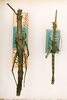 CollectionObject 1563619; c3b1582d-fe7c-4c54-9efc-384dfd390058: copyright ANSP. female and male (paratypes). (CollectionObject).;CollectionObject 1563620; 845deb42-1201-4045-a465-674ec3b4533b: copyright ANSP. female and male (paratypes). (CollectionObject).