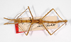 CollectionObject 1562122; 3cb10a79-fe07-41f1-acd5-13a42ce9a4ed: Copyright MNCN, Madrid. female, dorsal view (holotype). (CollectionObject).