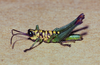 Scirtopaon dorsatus Descamps & Rowell, 1984: male. (Otu).