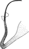 Pygofer appendages on Platymetopius (Platymetopius) major (Kirschbaum, 1868): Pygofer appendages. (Observation).