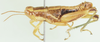 male, lateral view (syntype). Depicts CollectionObject 1530145; 7faff9eb-f38e-413b-9ebe-3b56e2e7915b, a CollectionObject.