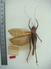 CollectionObject 1505600; 3973002f-74ed-4b1e-a1c4-b8eede00764f: male, dorsal view (holotype). (CollectionObject).