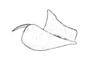 Jivarus alienus (Walker, 1870): Fig. 49. epiphallus, lateral view. (Otu).