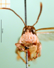 CollectionObject 1580259; 34a4494c-3520-4ade-8c14-b2f39d54fe78: male, frontal view (paralectotype). (CollectionObject).