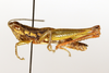 CollectionObject 1521348; e3088e4b-931f-4bd1-a4d1-823aae667e05: male, lateral view (holotype). (CollectionObject).