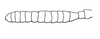 Afrotettix fursti Brown, 1970: Fig. 15. male, left antenna. (Otu).