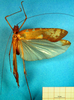CollectionObject 1502887; fc3d4f6a-294d-42f2-ad8b-dcb2acb266b3: male, dorsal view. (CollectionObject).