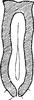Connective on Ebarrius interstinctus (Fieber, 1869): Connective. (Observation).