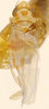 Habitus, dorsal view: Habitus (holotype of E. univittata Robinson, KSEM collection). (Observation).
