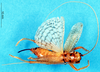 CollectionObject 1537658; a005ae3d-091a-44b1-8e2a-09845f1a11ef: female, dorsal view. (CollectionObject).