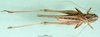 CollectionObject 1564691; 15513917-ac07-43dd-9eda-2cdb96096cc8: male, dorsal view (syntype). (CollectionObject).