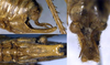 CollectionObject 1531887; NMW 16933, 8a5421a2-044c-4ff8-921d-03d09956b330: male subgenital plate and cerci (syntype). (CollectionObject).