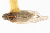 Habitus, dorsal view on Oecleus venosus Van Duzee, 1912: (Observation).