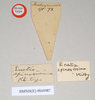CollectionObject 1556979; NHMUK(SF IMPORT DUPLICATE) 844987, d417b3a8-e424-455e-b8ee-700dff073cfc: copyright Natural History Museum, London. female, data labels (holotype). (CollectionObject).