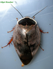 Gyna bisannulata Hanitsch, 1950: Copyright Orin McMonigle. Gyna bisannulata. Adult female forming ootheca. Captive reared. (Otu).