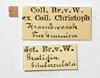 CollectionObject 1557920; NMW 399, dfa1cd39-21cc-4686-b77b-45cdce2c79b8: copyright NHMW, Vienna. female Gratidia bituberculata, data labels (syntype). (CollectionObject).