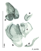 CollectionObject 1569229; 01761267-84e9-40c8-85dd-18ca0fb8876d: Original drawing by Heidi Hopkins © Heidi Hopkins. Holotype, adult male, genitalia, ventral view. (CollectionObject).