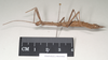 CollectionObject 1560273; 6ce14ac0-25f6-45dd-a0c7-f2e51e329f2b, NHMUK(SF IMPORT DUPLICATE) 844965: copyright Natural History Museum, London. female, lateral view (paratype). (CollectionObject).
