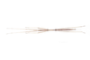 CollectionObject 1573905; 96404b7b-0ee8-4c9d-a520-d6cb0c74c7a6: copyright Murcia. male (paratype), dorsal view. (CollectionObject).;CollectionObject 1573906; 8be9fc32-08b5-47c0-a600-babbc38951e3: copyright Murcia. male (paratype), dorsal view. (CollectionObject).;CollectionObject 1573907; 49e63d2b-bc6d-4dce-ba5b-02e7a291d51b: copyright Murcia. male (paratype), dorsal view. (CollectionObject).