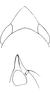 Head on Platymetopius (Platymetopius) major (Kirschbaum, 1868): Head. (Observation).