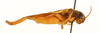 CollectionObject 1539925; 259ff488-7906-497d-a687-bfbbf3528151: male, lateral view (holotype). (CollectionObject).