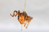 CollectionObject 1531191; 01001694-611d-4deb-805b-7934f9626fc8: male, anterior view (holotype). (CollectionObject).