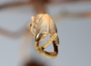 CollectionObject 1557024; 807ad312-522c-41ae-a2e9-14bcc76c50a7: copyright ANSP. male: end of abdomen, posterior view (syntype). (CollectionObject).;CollectionObject 1557025; 9744693e-f103-4e3f-a20e-3ee15e4bff06: copyright ANSP. male of synonym Bostra jugalis: end of abdomen, posterior view (syntype). (CollectionObject).