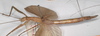 CollectionObject 1561316; b414e1dc-8993-42e9-9cb7-4610bec32019: copyright OUMNH. female of synonym Metriotes dictys, lateral view (holotype). (CollectionObject).