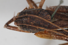 CollectionObject 2376971; 40ae0fbc-a9a1-412d-9ba3-14d71215e6f1: Female, dorsal view (syntype). (CollectionObject).