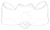 Cixidia (Epiptera) mersinica (Dlabola, 1987): (Otu).