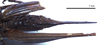 CollectionObject 1532102; 021bab97-6540-4ecf-bfdf-0493944579a1: ovipositor, ventral view (syntype). (CollectionObject).