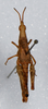 CollectionObject 1579431; 8c3f766c-41cc-4e39-8a84-e68e9a92e5be: female, dorsal view. (CollectionObject).