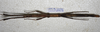 CollectionObject 1576534; c05808c3-8b46-4a97-9f39-5d127e1d0c41: copyright Francis Seow-Choen. female, ventral view (paratype). (CollectionObject).