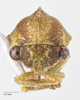 Head: !! display not done !! on Cyrtolobus togatus Woodruff, 1924: (Observation).