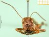CollectionObject 1502323; 2c220161-4661-4d18-bb6a-f0c8362f867b, DORSA BA000812S04: female, frontal view (syntype). (CollectionObject).
