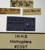 Other on Athysanella (Athysanella) salsa Ball & Beamer, 1940: Labels - Male. Labels for the male paratype specimen. (Observation).